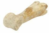 Pliocene Camel (Camelops?) Fossil Toe Bone - Kansas #187514-1